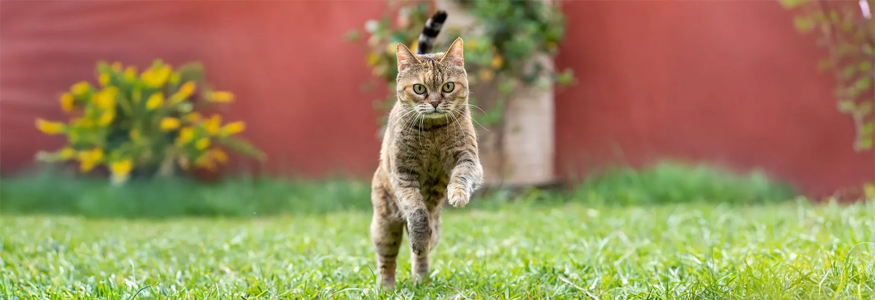 Les accessoires technologiques pour surveiller la santé de son animal