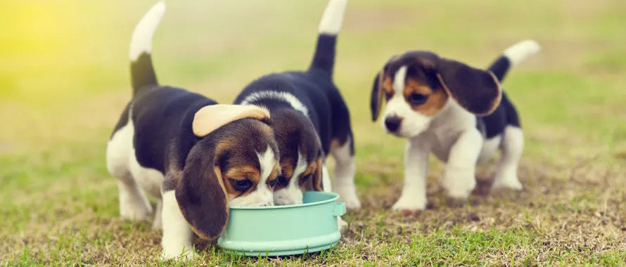 Quelle quantité de croquettes pour un chiot ?