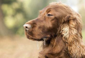 Mon chien bave : est-ce que c’est grave ?