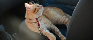 Transporter un chat en voiture : les solutions