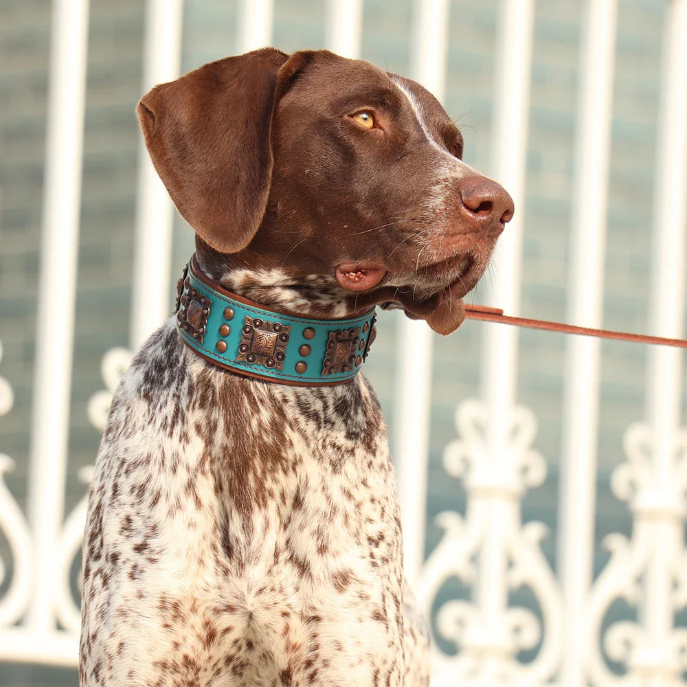 Luxury Genuine Leather Dog Collar with Spikes and Metal Rivets, 2inch Wide-My Little Pet