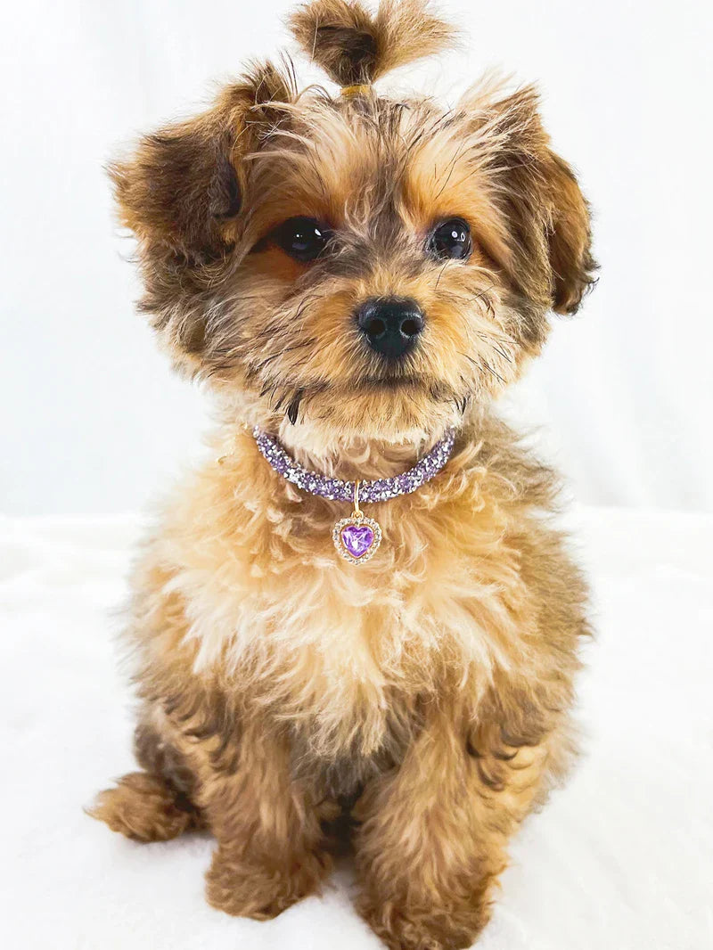 Luxury Adjustable Pet Collar with Diamond Zircon Heart Pendant-My Little Pet