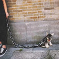 Halloween-Themed Dog Leash: Chain Design, 1.5m-My Little Pet