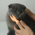 Mini Hand Cat Teaser Toys - TPR Soft Finger Gloves for Interactive Play-My Little Pet