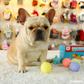 Interactive Squeaky Rubber Ball for Small Dogs-My Little Pet