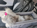 Portable Pet Safety Seat for Cars - Ideal for Small Dogs and Cats-My Little Pet