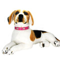 Premium Leather Dog Collar - Durable, Personalized Collars for All Dog Sizes-My Little Pet