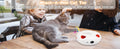 Interactive Cat Toy with Smart Feather, Automatic Standby, and Type-C Charging - Ideal for Indoor Cats-My Little Pet