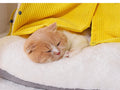 Cozy Winter Cat Tent - Plush and Warm Pet Bed-My Little Pet