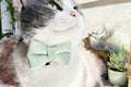 Velvet Cat Collar with Adjustable Safety and Bell-My Little Pet