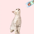 Cat Treat Feeder Spoon - Lickable Wet Treat Dispenser for Cats-My Little Pet